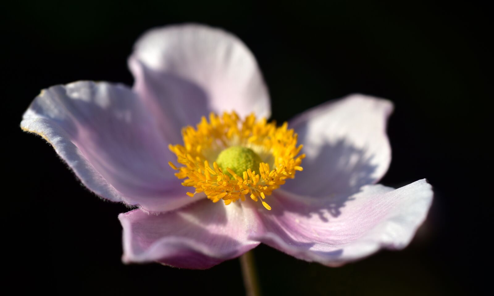 Nikon D750 sample photo. Anemone, blossom, bloom photography