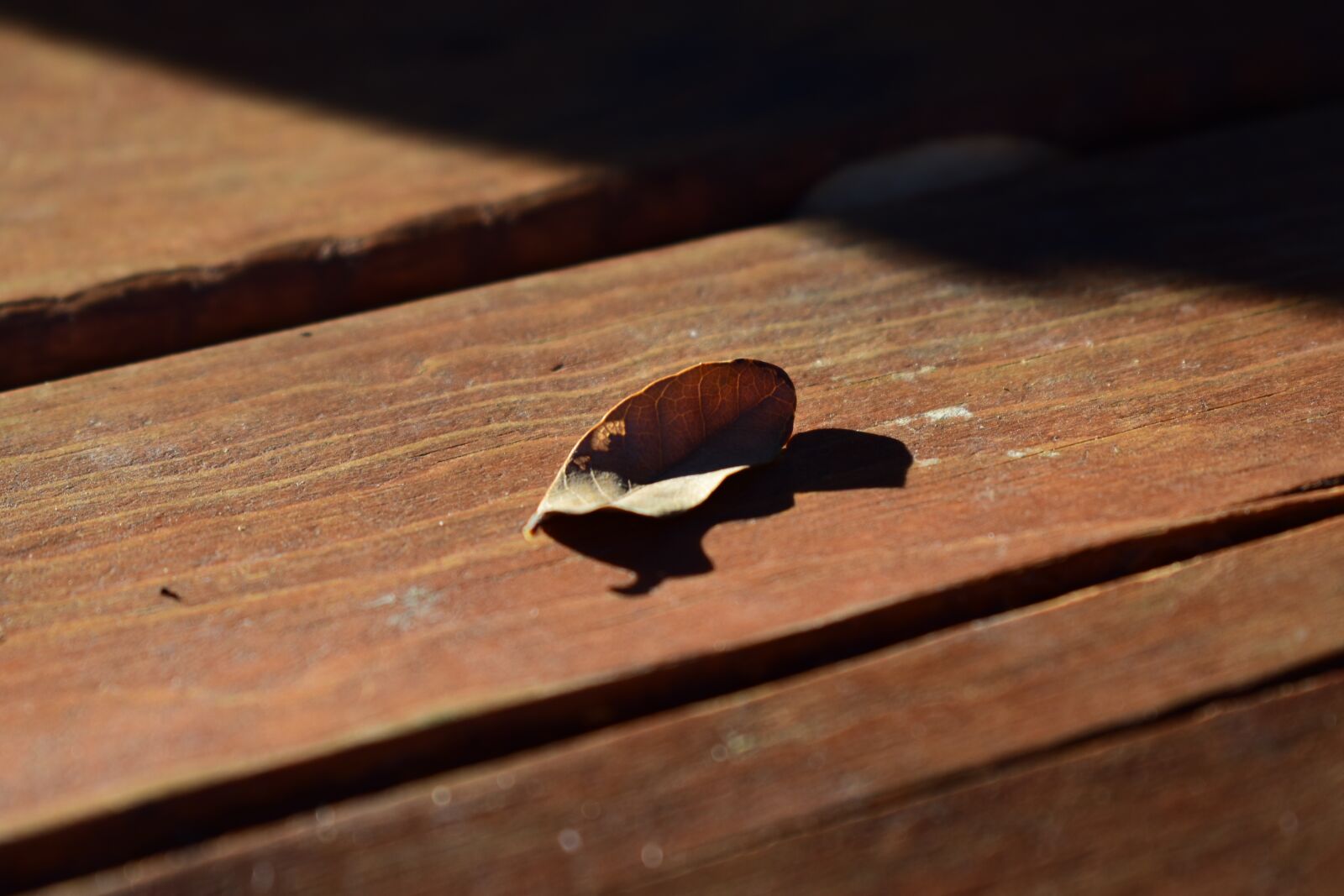 Nikon D3500 sample photo. Dry leaf, nature, wood photography
