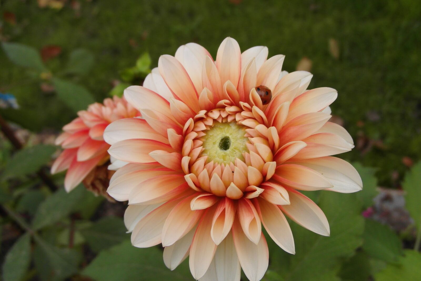 Samsung WB750 sample photo. Dalia, jasnopomarańczowa, flower photography