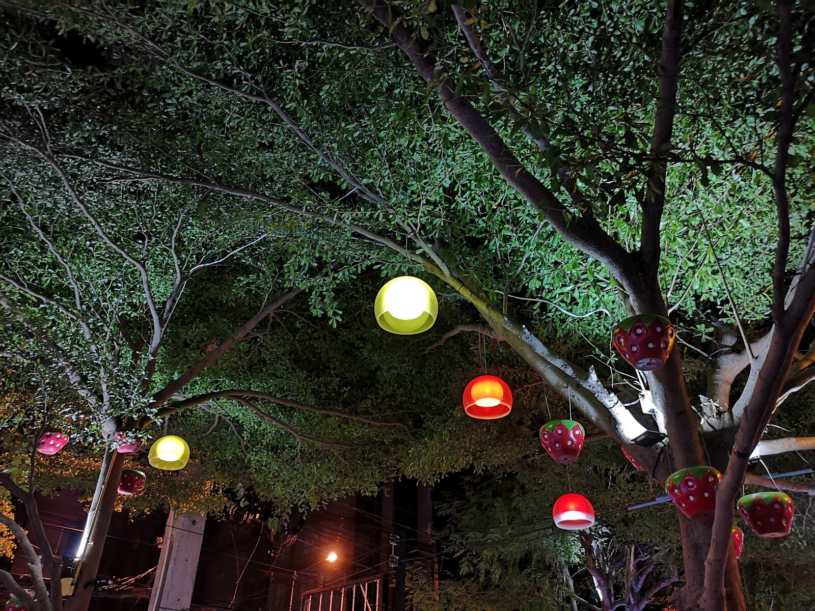 HUAWEI CLT-L29 sample photo. Green, nature, tree photography