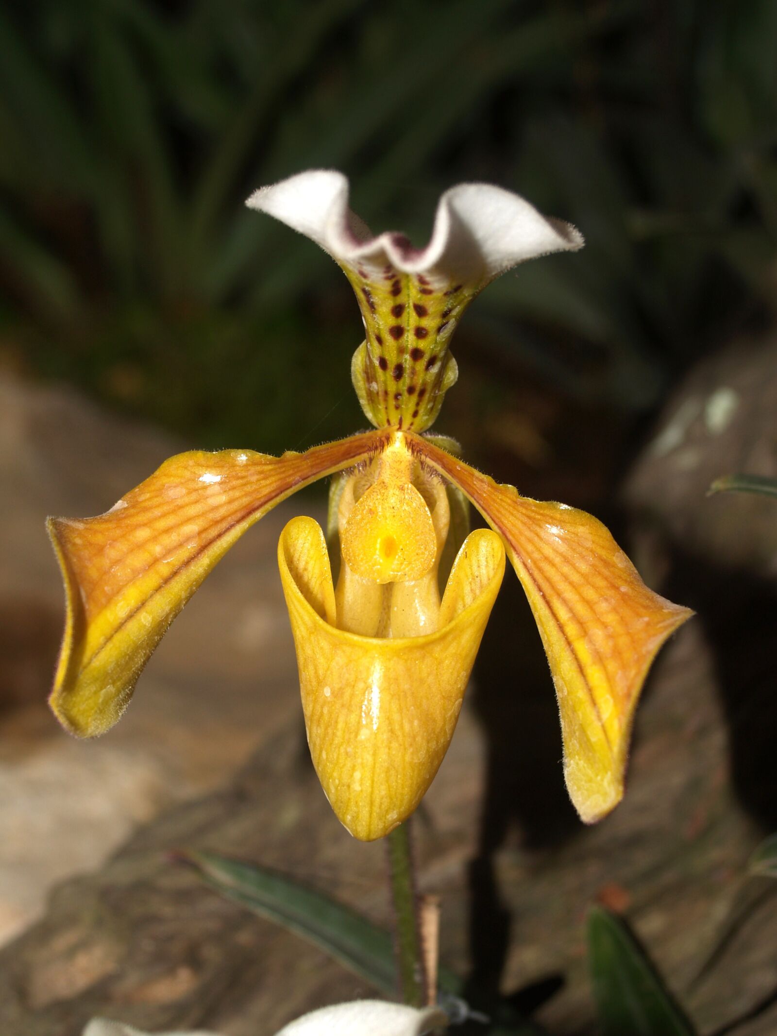 Olympus E-300 (EVOLT E-300) sample photo. Orchid, flower, bright photography