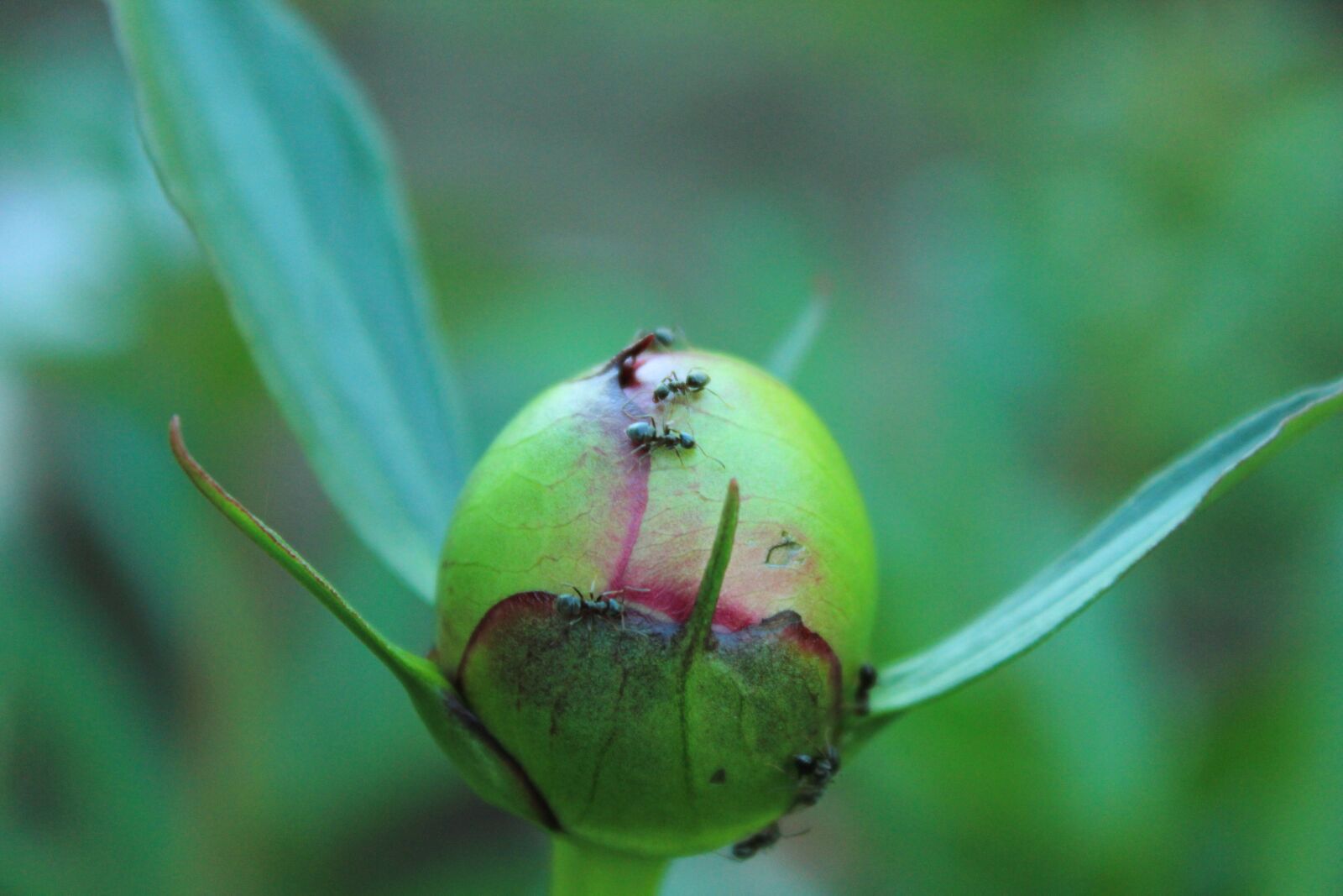 Canon EOS 550D (EOS Rebel T2i / EOS Kiss X4) sample photo. Peony, ant, macro photography photography