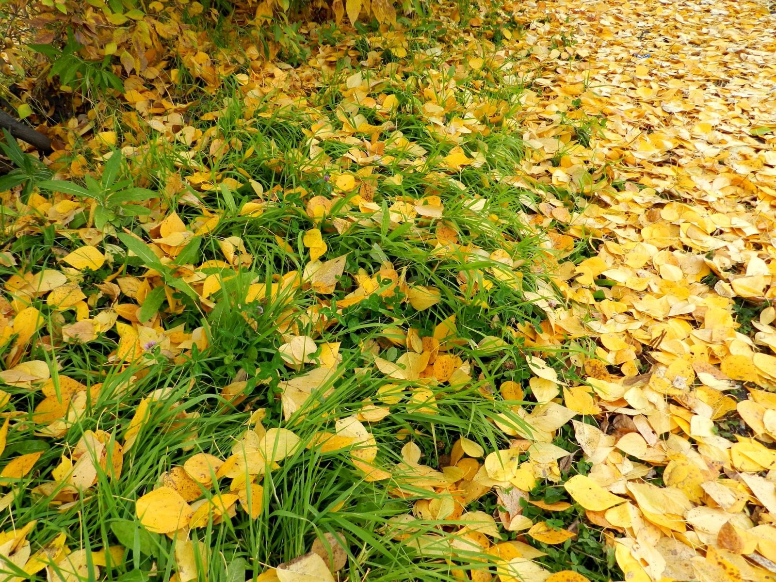 Nikon Coolpix P500 sample photo. Autumn foliage, listopad, autumn photography