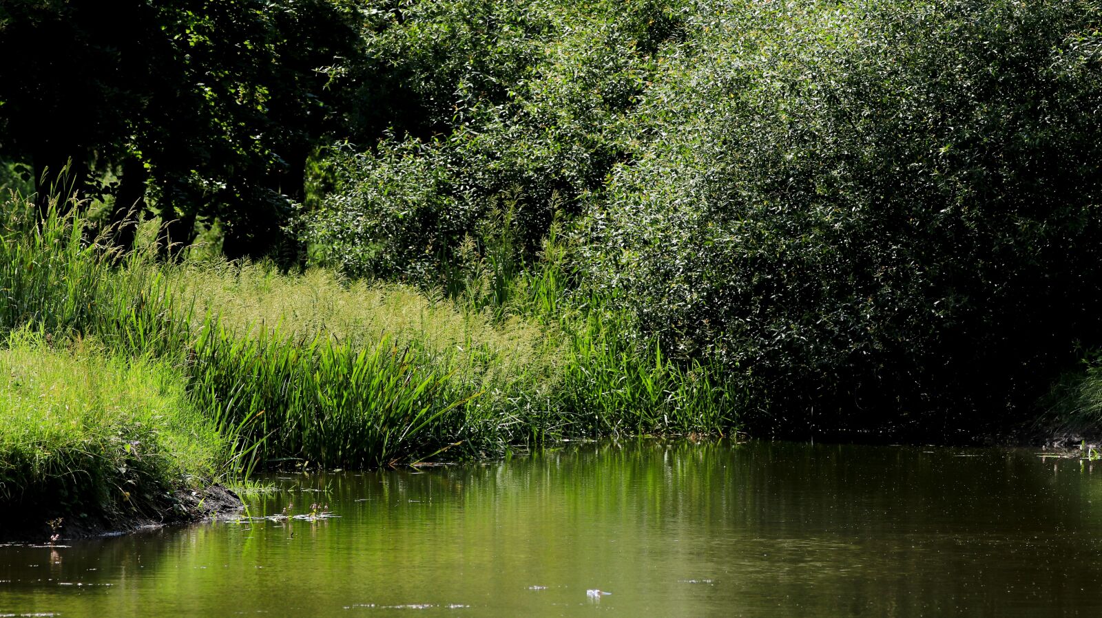 150-600mm F5-6.3 DG OS HSM | Contemporary 015 sample photo. Pond, bank, nature photography