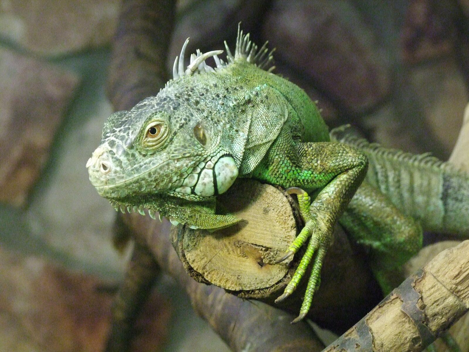 Fujifilm FinePix S100fs sample photo. Lizard, reptile, green photography