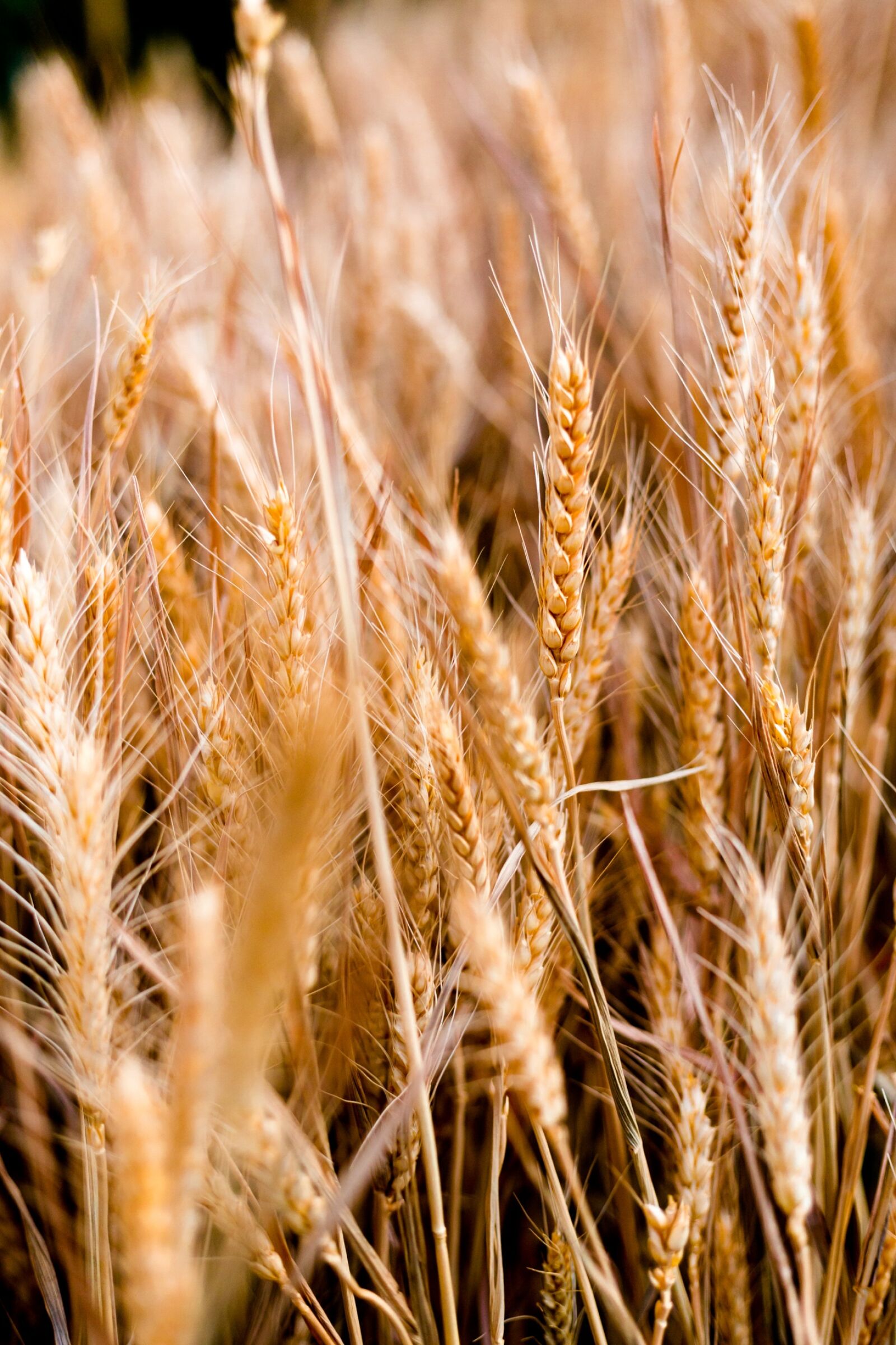 Canon EOS 5D Mark III sample photo. Wheat, bread, cereal photography