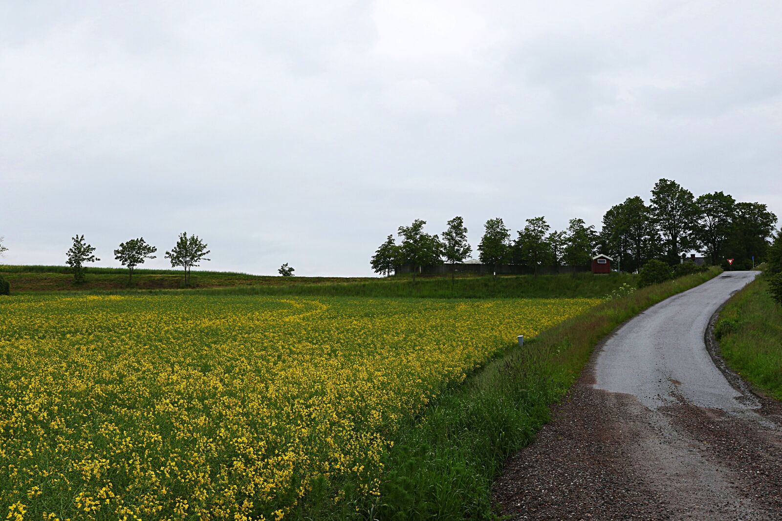 Canon EOS 7D Mark II sample photo. Rape, landscape, yellow photography
