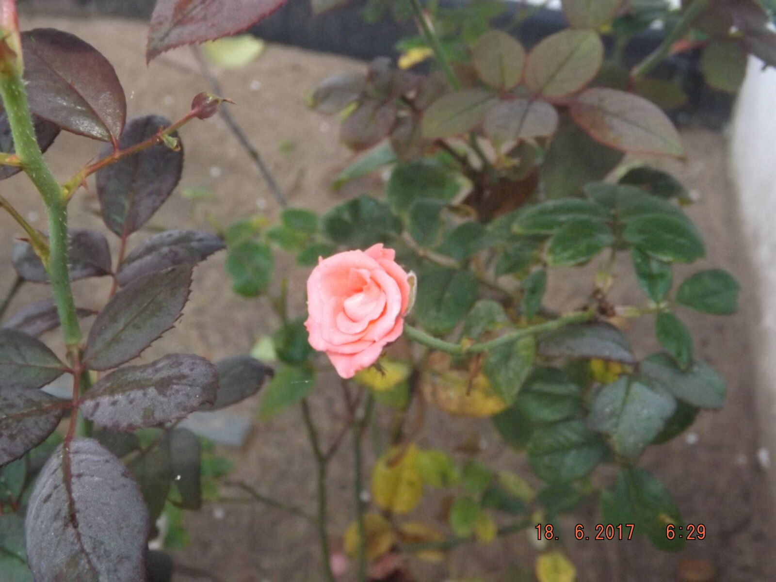 Fujifilm FinePix SL300 sample photo. Plant, rose photography
