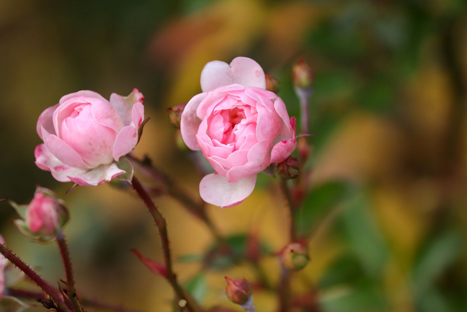 Canon EOS 200D (EOS Rebel SL2 / EOS Kiss X9) sample photo. Roses, pink, rosebush photography