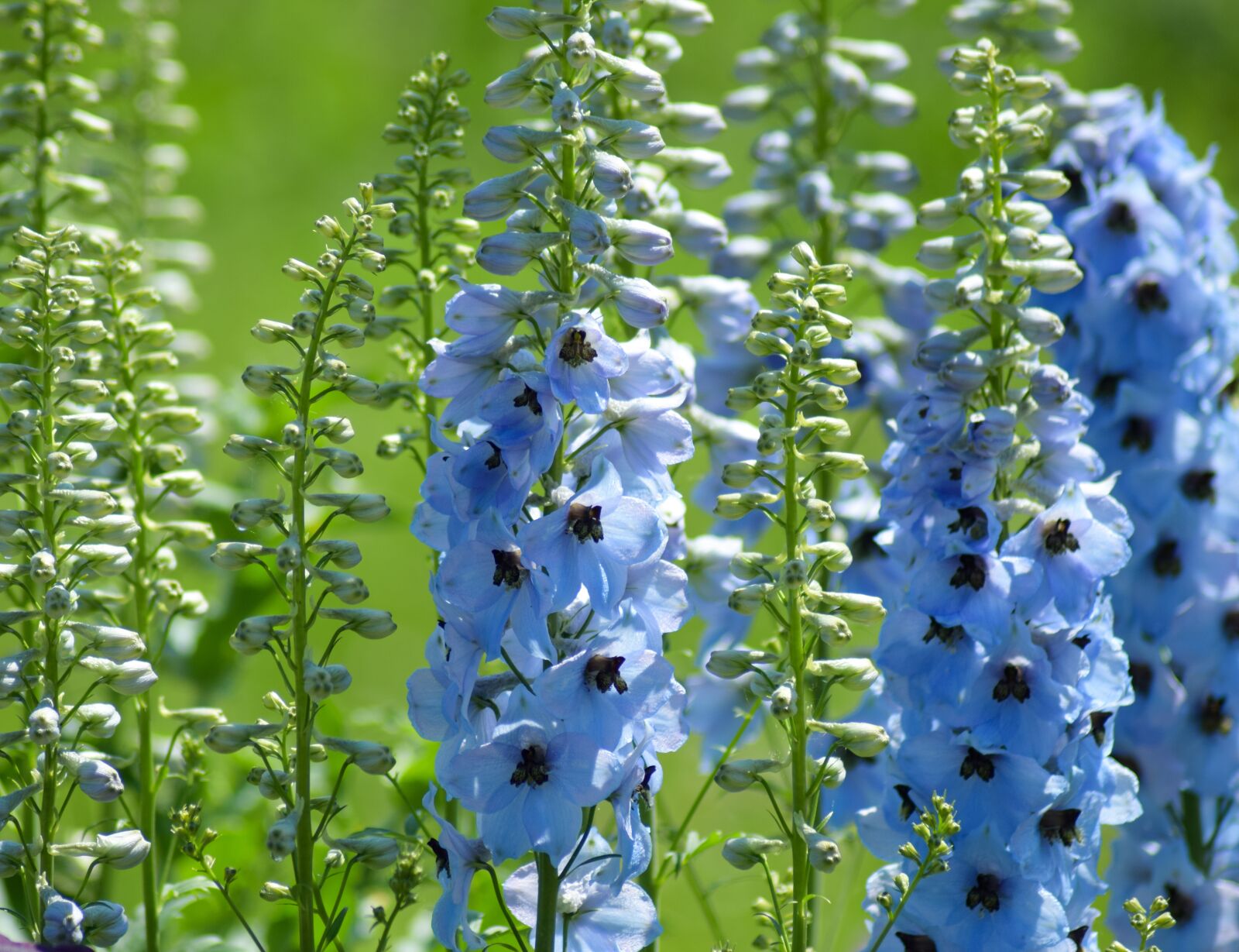 Nikon D5300 sample photo. Blue flowers, background, plant photography