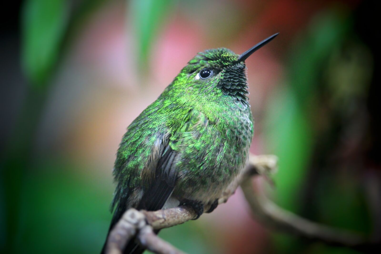 Canon EOS 1300D (EOS Rebel T6 / EOS Kiss X80) sample photo. Trochilidae, hummingbird, green photography