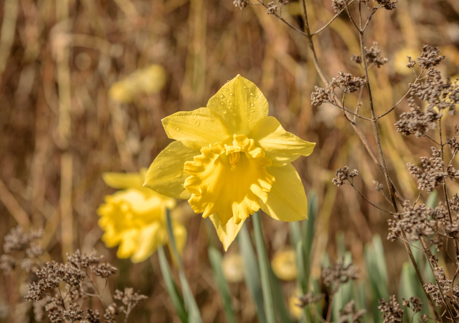 Nikon D750 sample photo. Narcissus, daffodil, spring photography