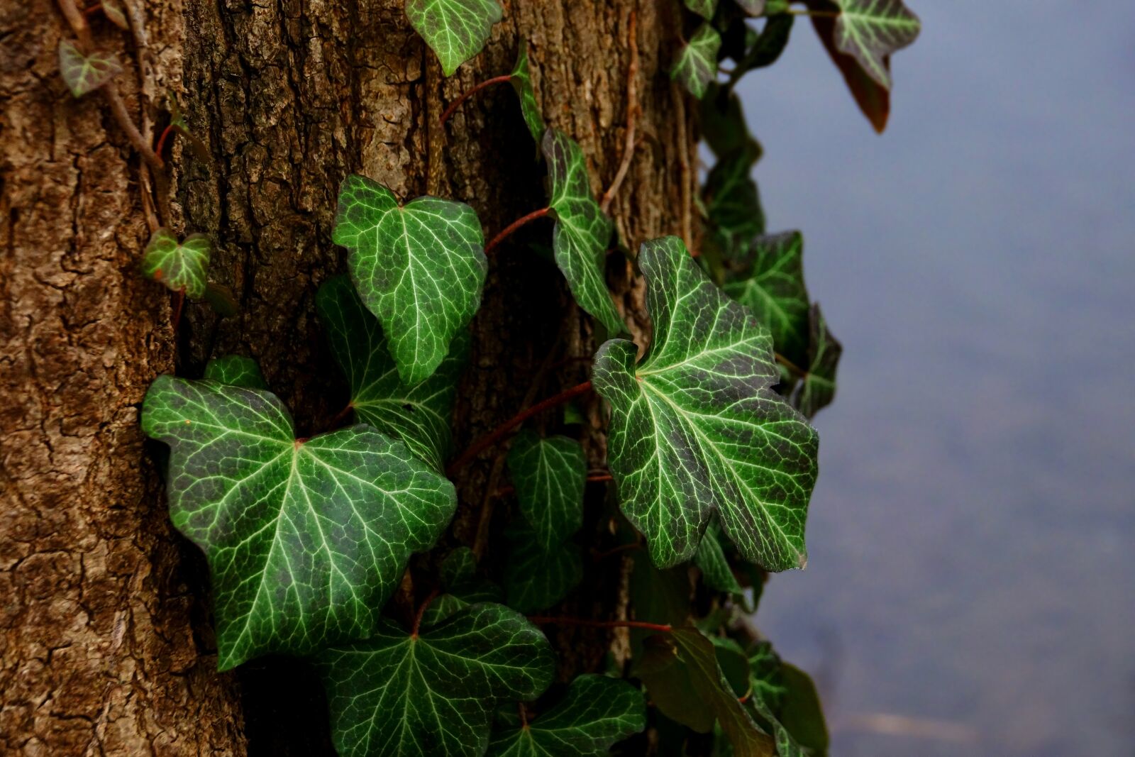 Sony Cyber-shot DSC-RX10 III sample photo. Leaf, tree, ivy photography