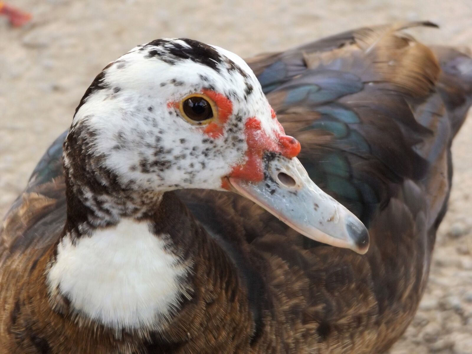 Fujifilm FinePix S8600 sample photo. Ducks, in, the photography