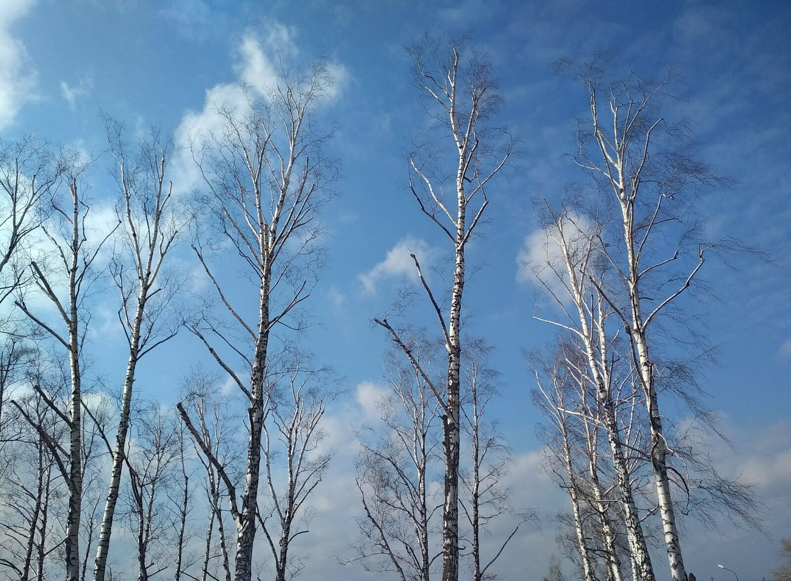Xiaomi Redmi 4X sample photo. Nature, winter, wood photography