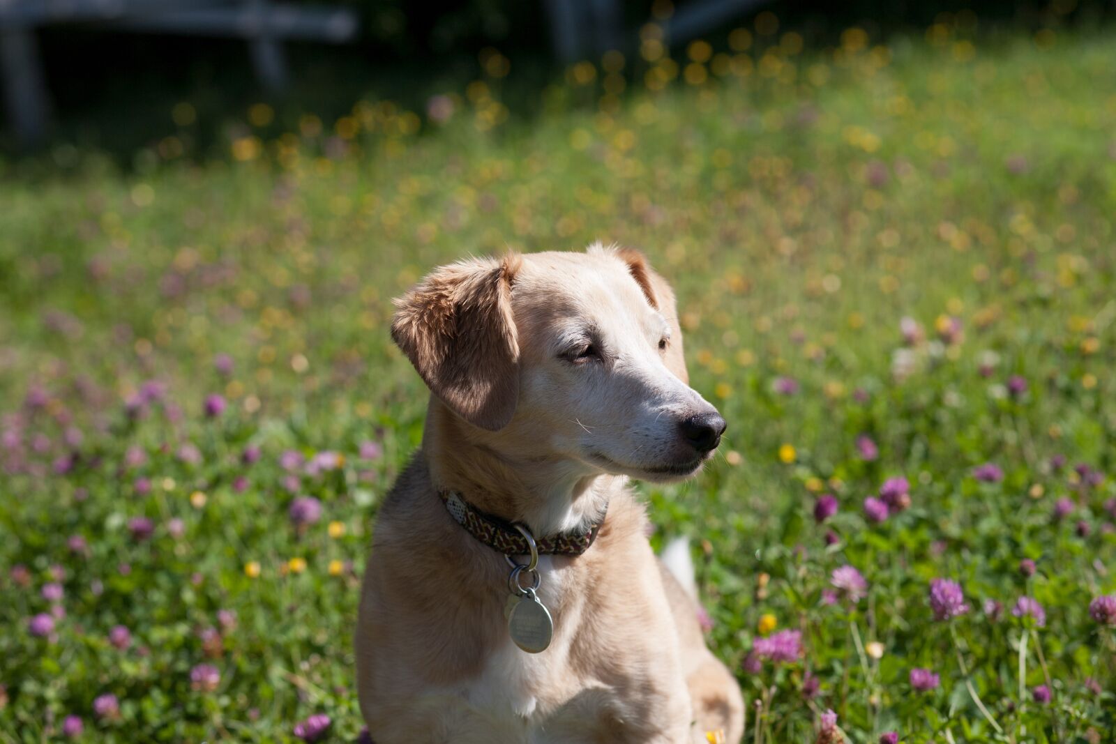 Canon EF 85mm F1.8 USM sample photo. Dog, jack russell, pet photography