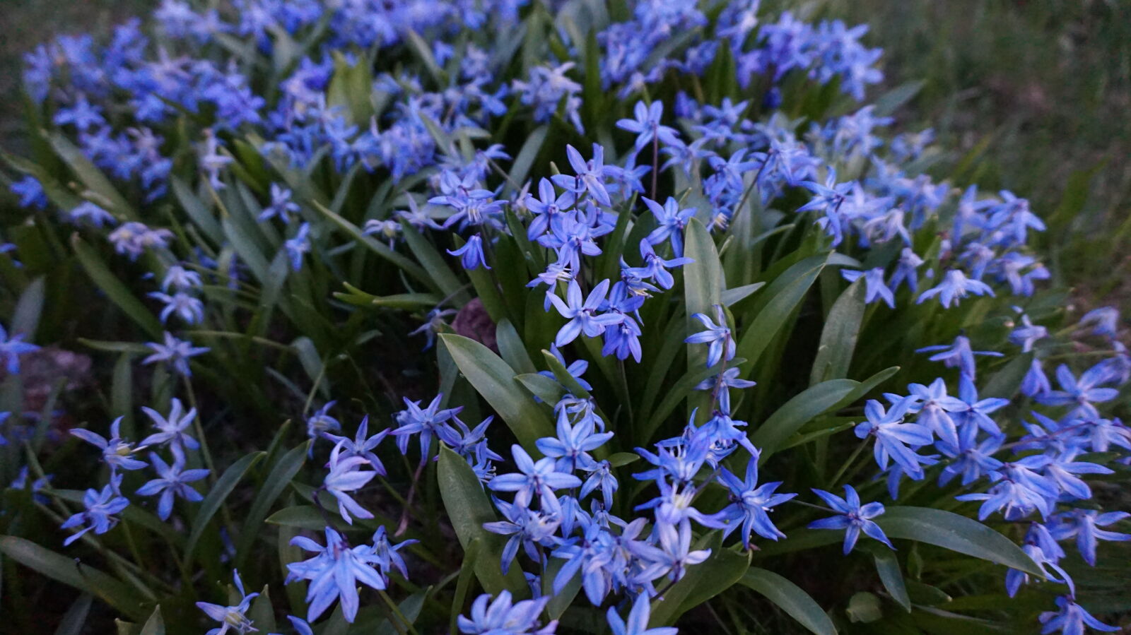 Sony E 16-50mm F3.5-5.6 PZ OSS sample photo. Blue, bush, flowers, garden photography