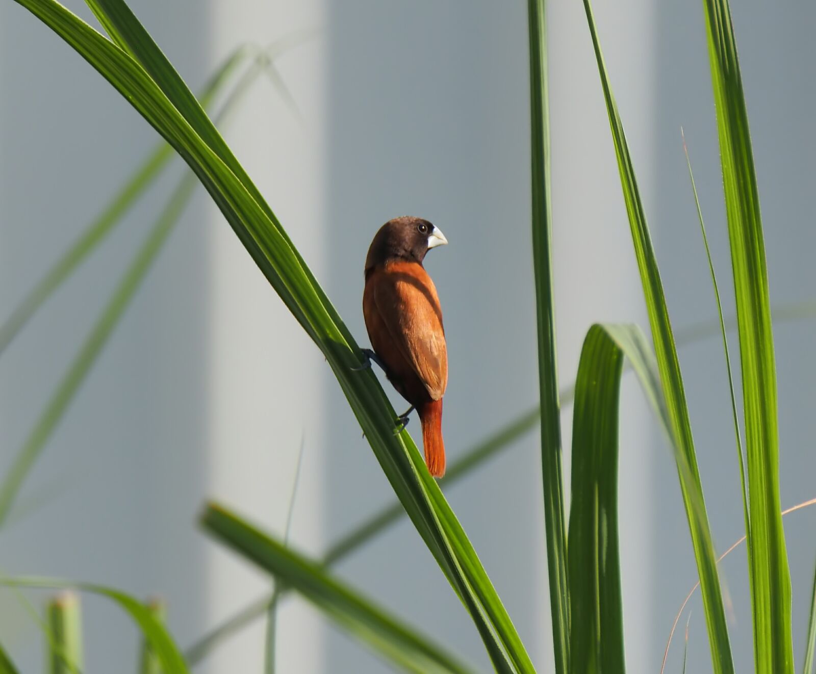 Olympus OM-D E-M1 sample photo. Bird, small, cute photography