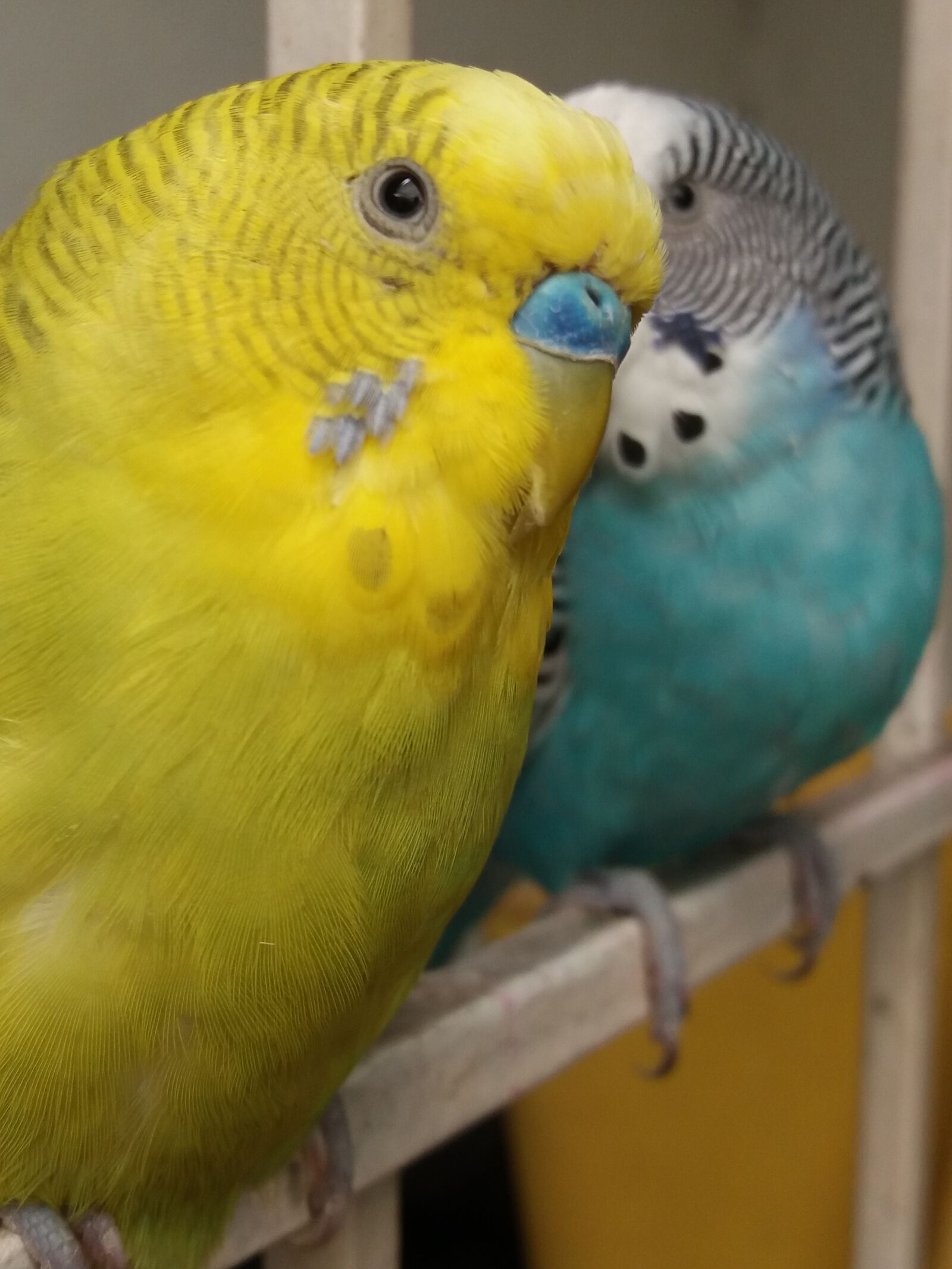 Samsung Galaxy J5(2016) sample photo. Budgie, green, parakeets photography