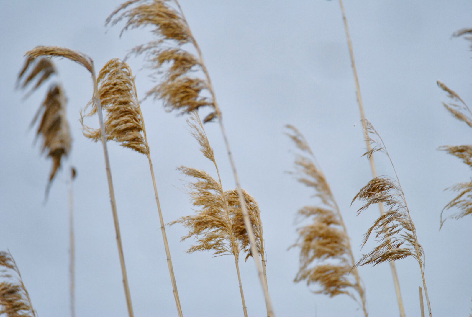 Nikon D3000 sample photo. Phragmites australis, reed, nature photography