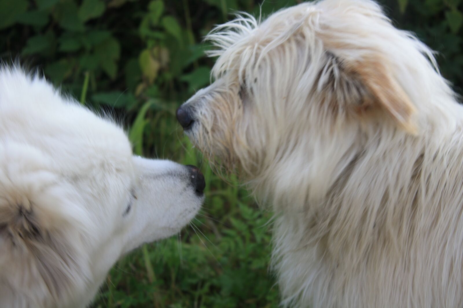 Canon EOS 1000D (EOS Digital Rebel XS / EOS Kiss F) sample photo. Friendship, dogs, love photography