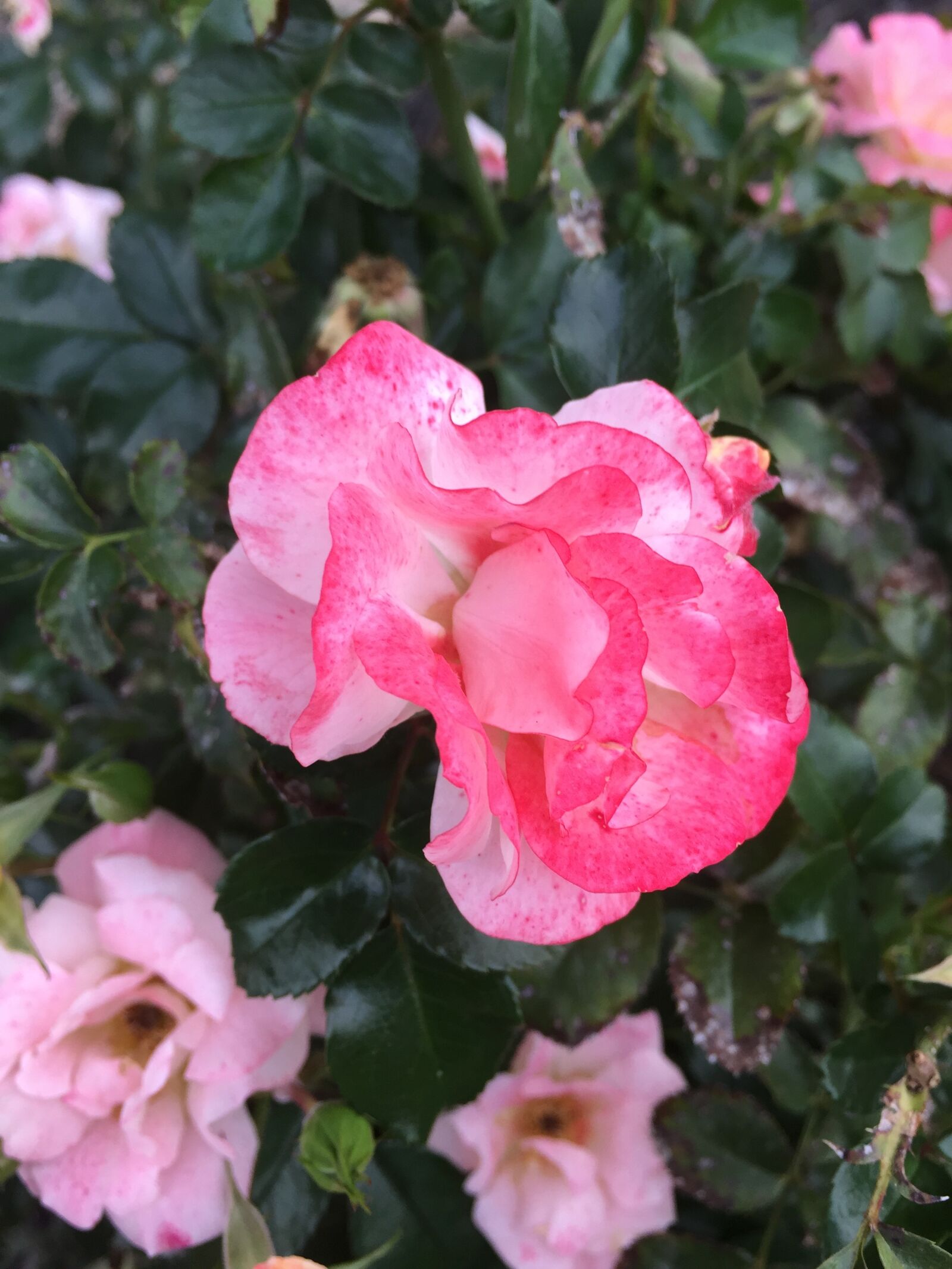 Apple iPhone 6 sample photo. Flower, rose, pink photography