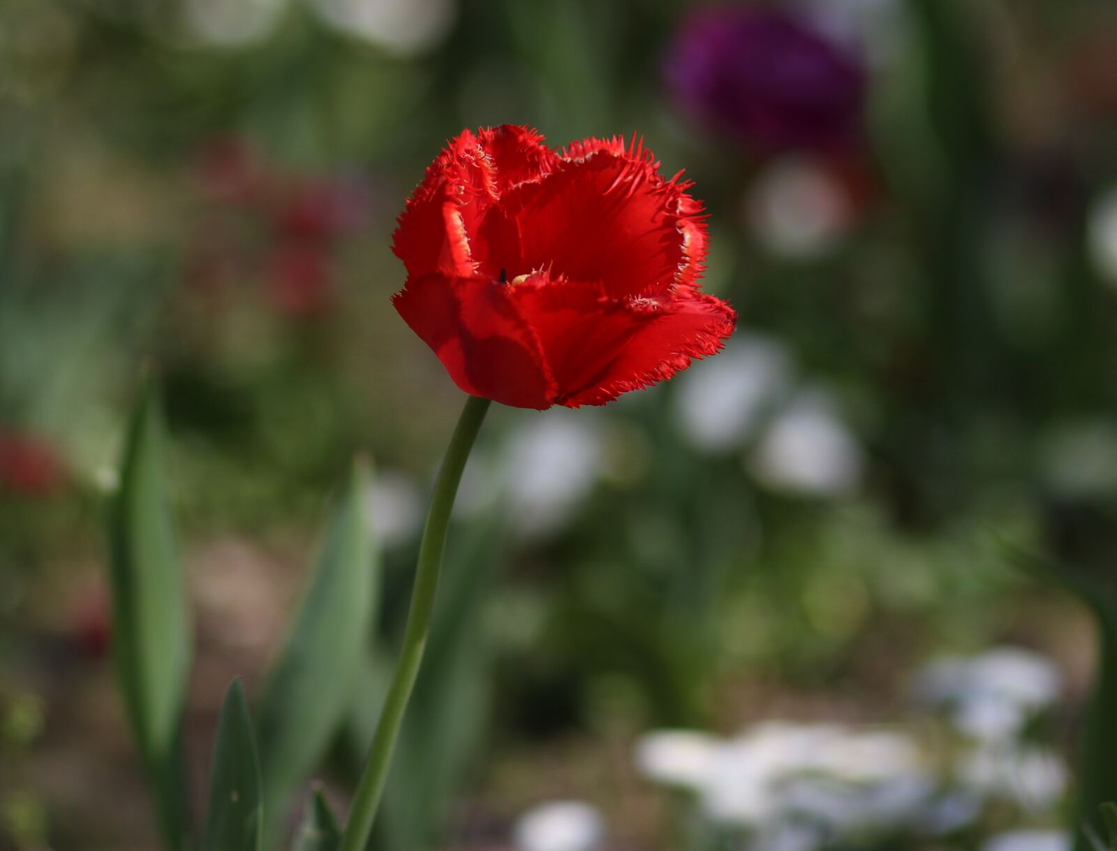 Canon EF 85mm F1.8 USM sample photo. Tulip, red, flowers photography