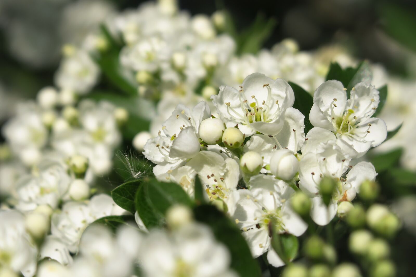 Canon PowerShot G3 X sample photo. Hawthorn, hawthorn flower, flowers photography