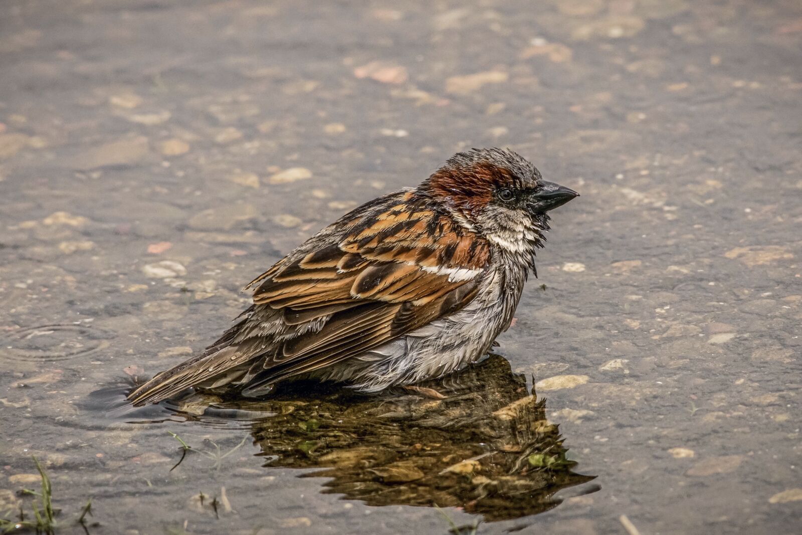Sony ILCA-77M2 sample photo. Sparrow, bird, water photography