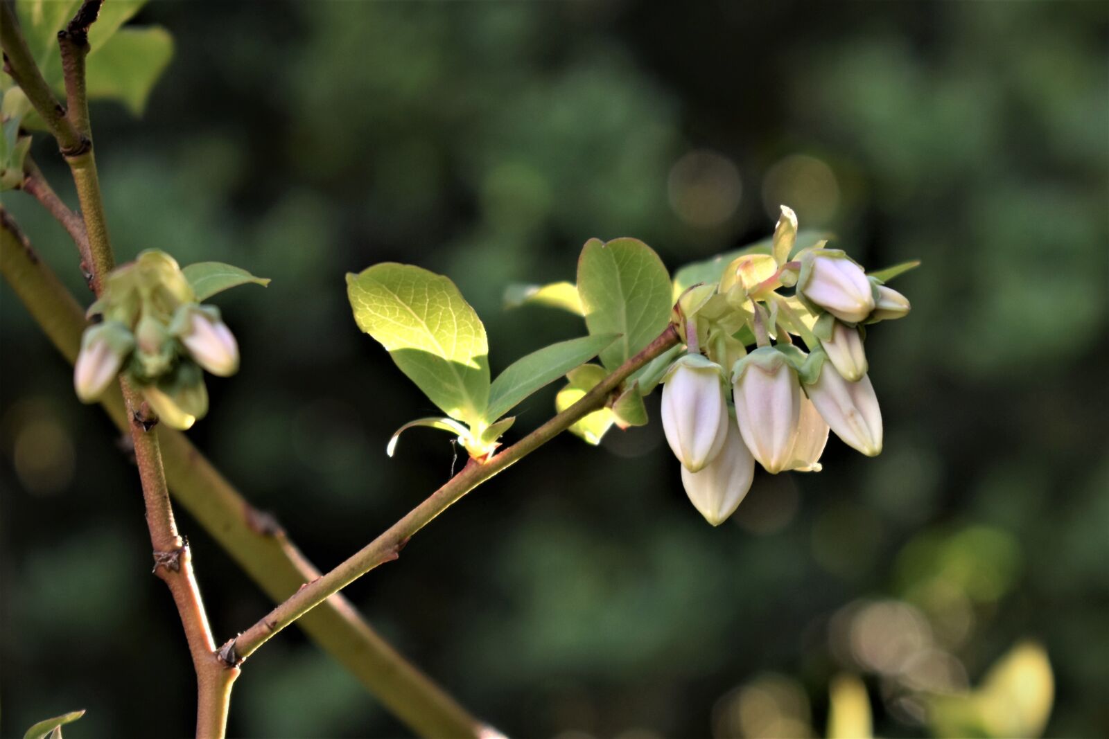 Nikon D5500 sample photo. Blueberries, flowers, leaves photography