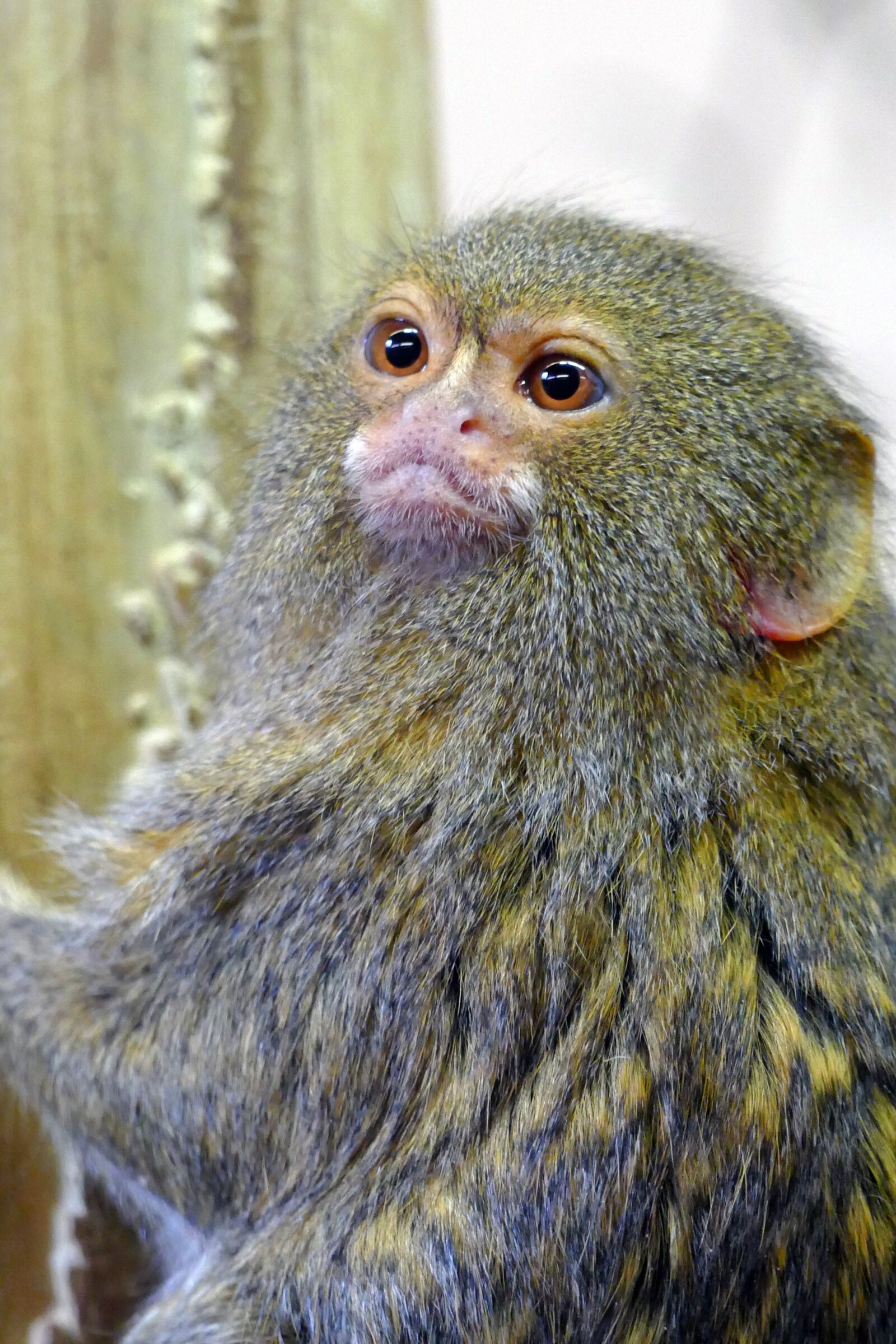Panasonic Lumix DMC-FZ1000 sample photo. Pygmy marmoset, wildlife, monkey photography