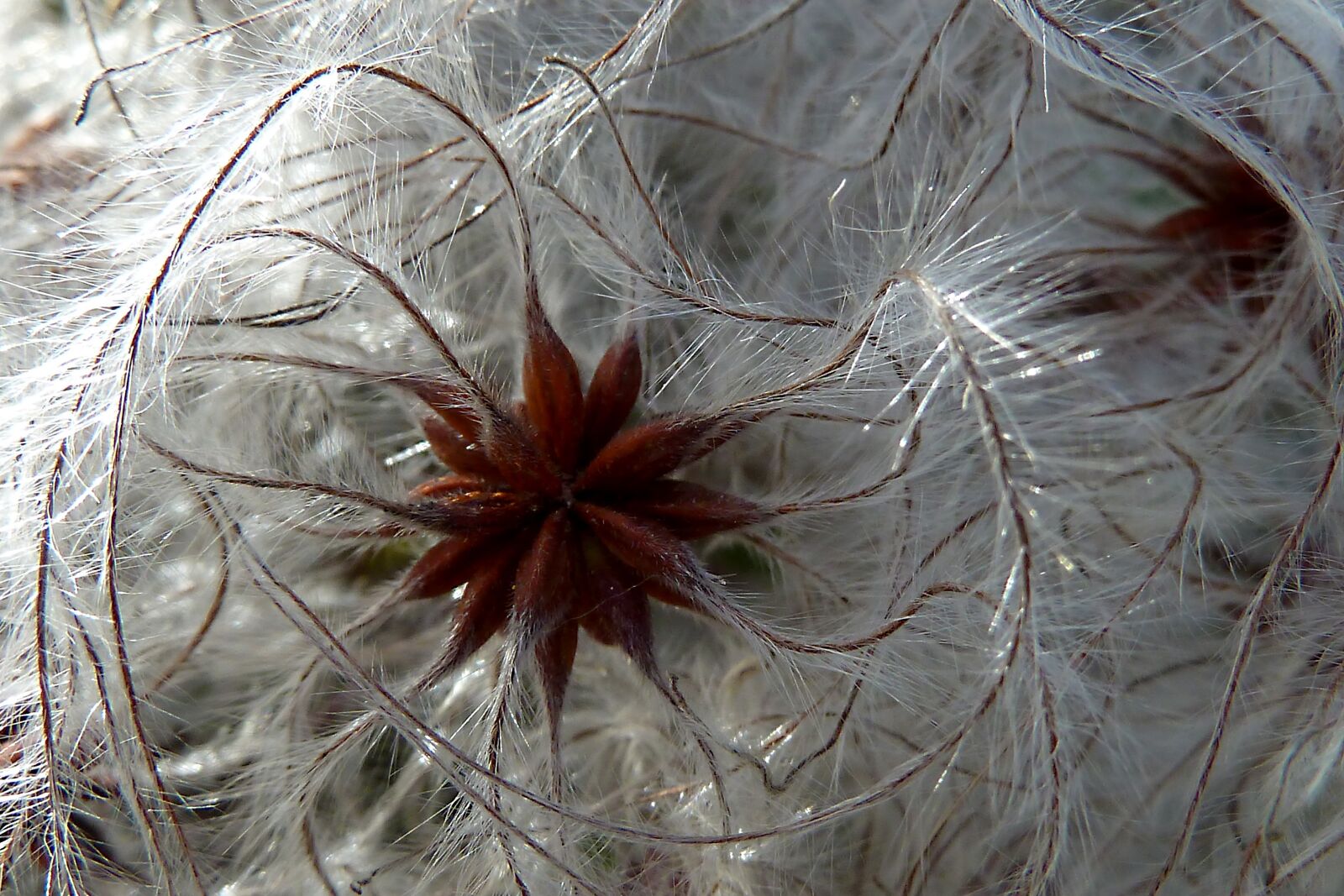 Panasonic Lumix DMC-ZS7 (Lumix DMC-TZ10) sample photo. Nature, plant, alpine clematis photography