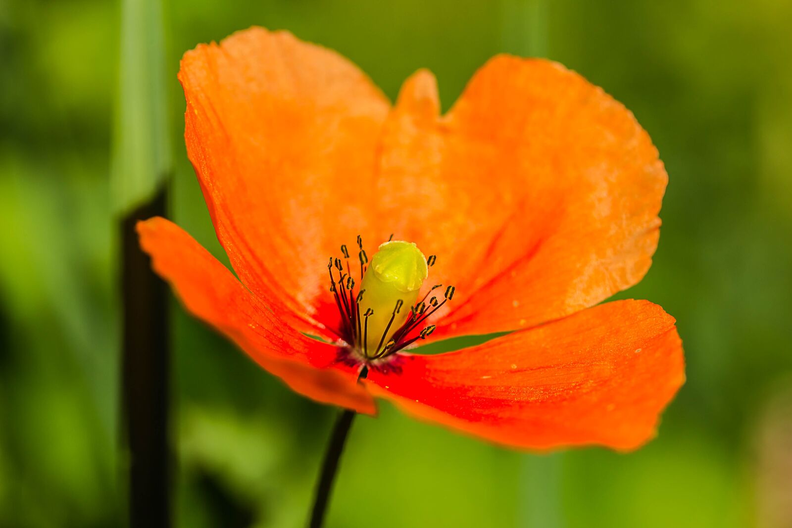 Canon EOS 650D (EOS Rebel T4i / EOS Kiss X6i) sample photo. Poppy, klatschmohn, poppy flower photography