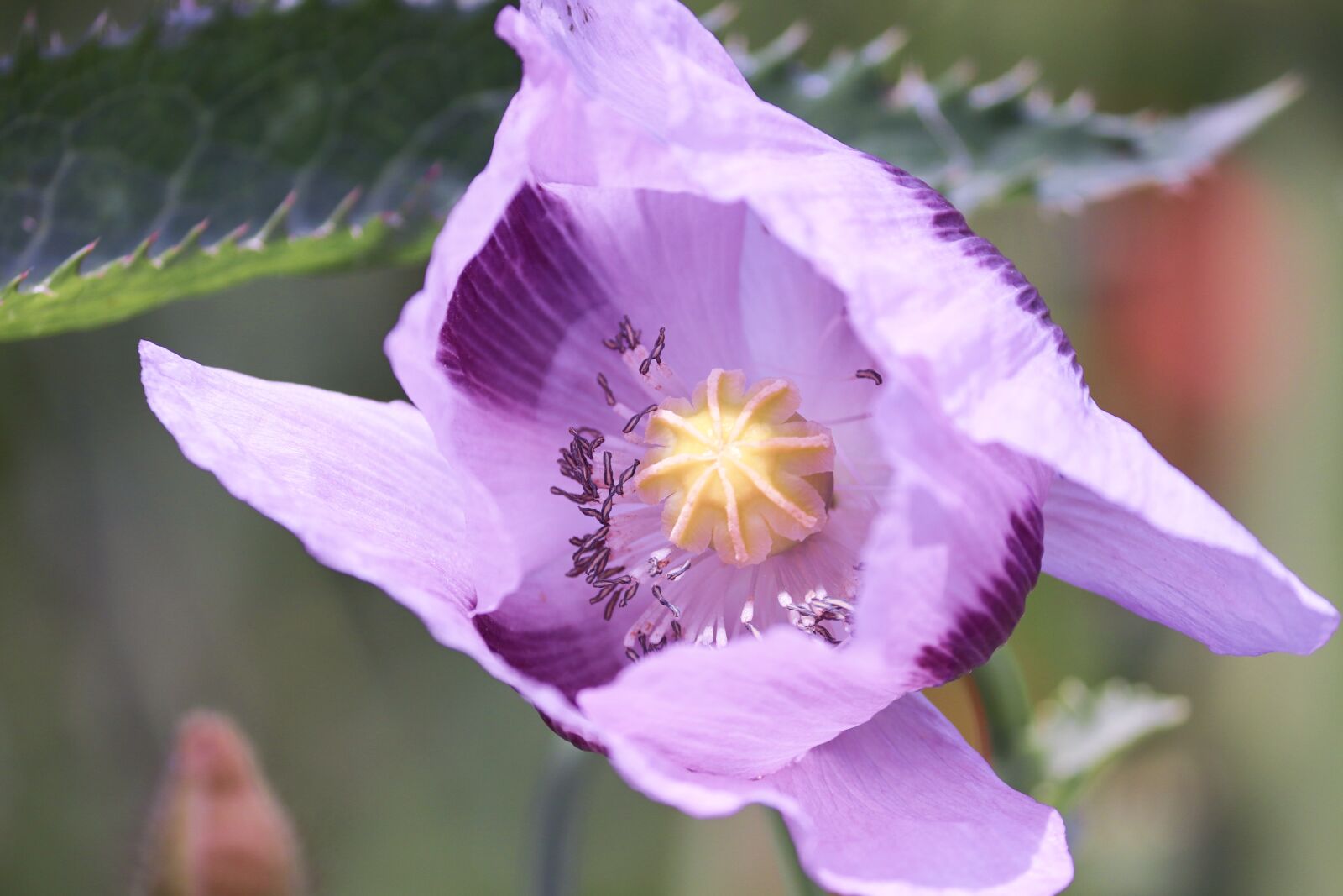 Canon EOS 200D (EOS Rebel SL2 / EOS Kiss X9) sample photo. Poppy flower, purple, violet photography