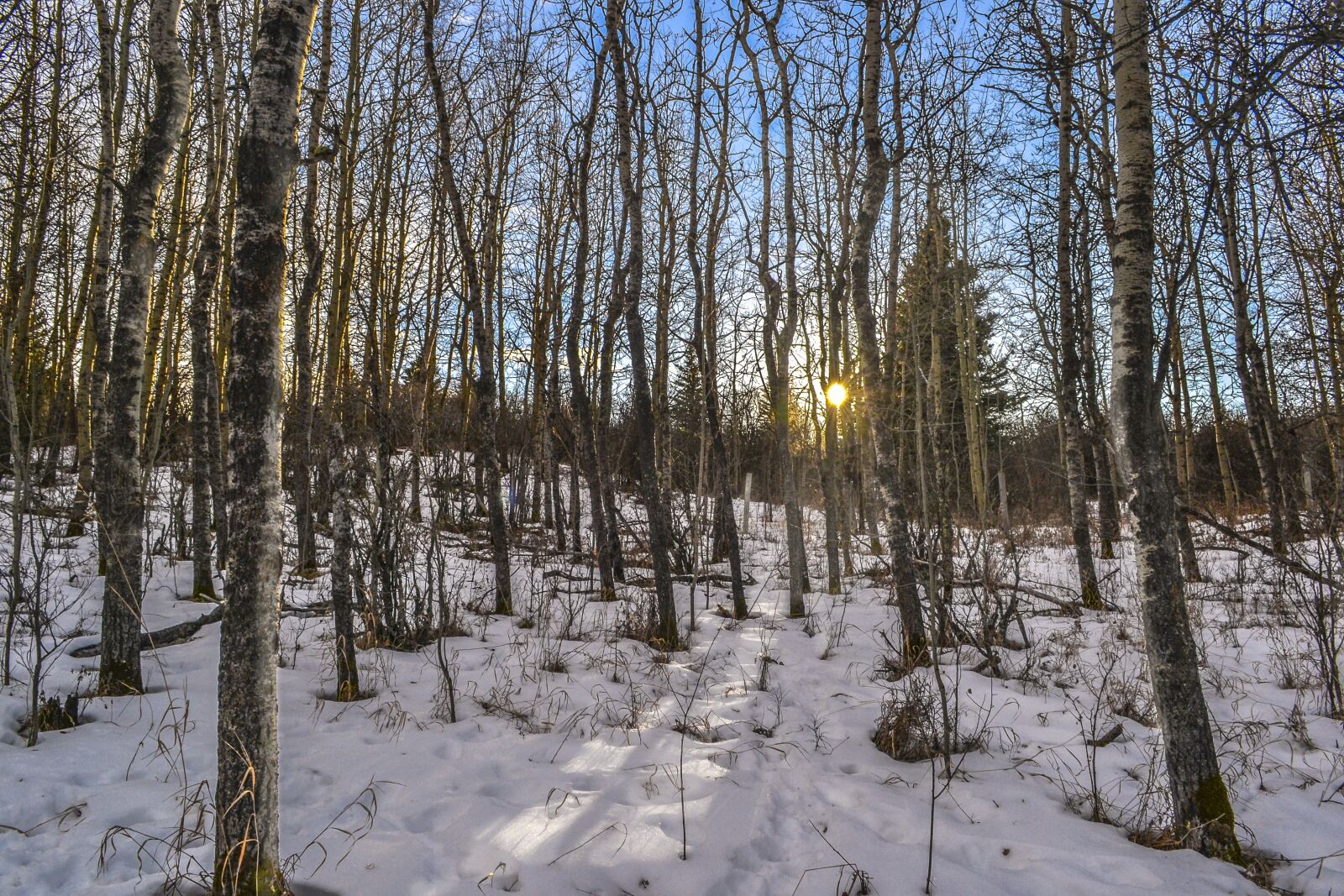 Nikon D3100 sample photo. Birch, trees, sunset photography