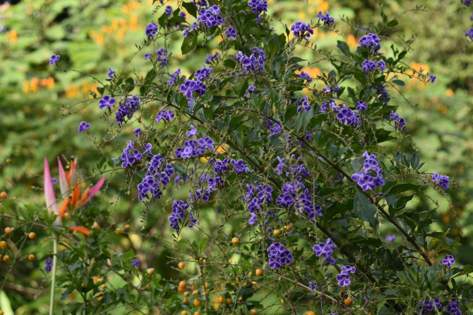 Nikon D3500 sample photo. Flowers, nature, spring photography