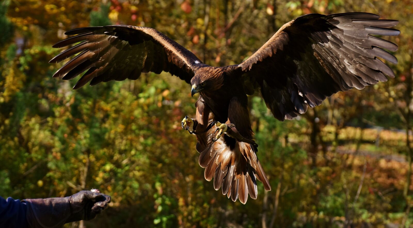 Nikon D7200 sample photo. Adler, raptor, bird of photography