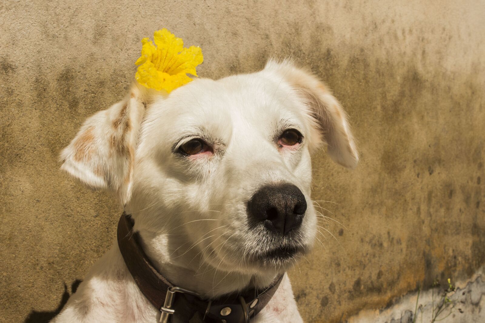 Canon EOS 700D (EOS Rebel T5i / EOS Kiss X7i) sample photo. Dog, animal, pet photography