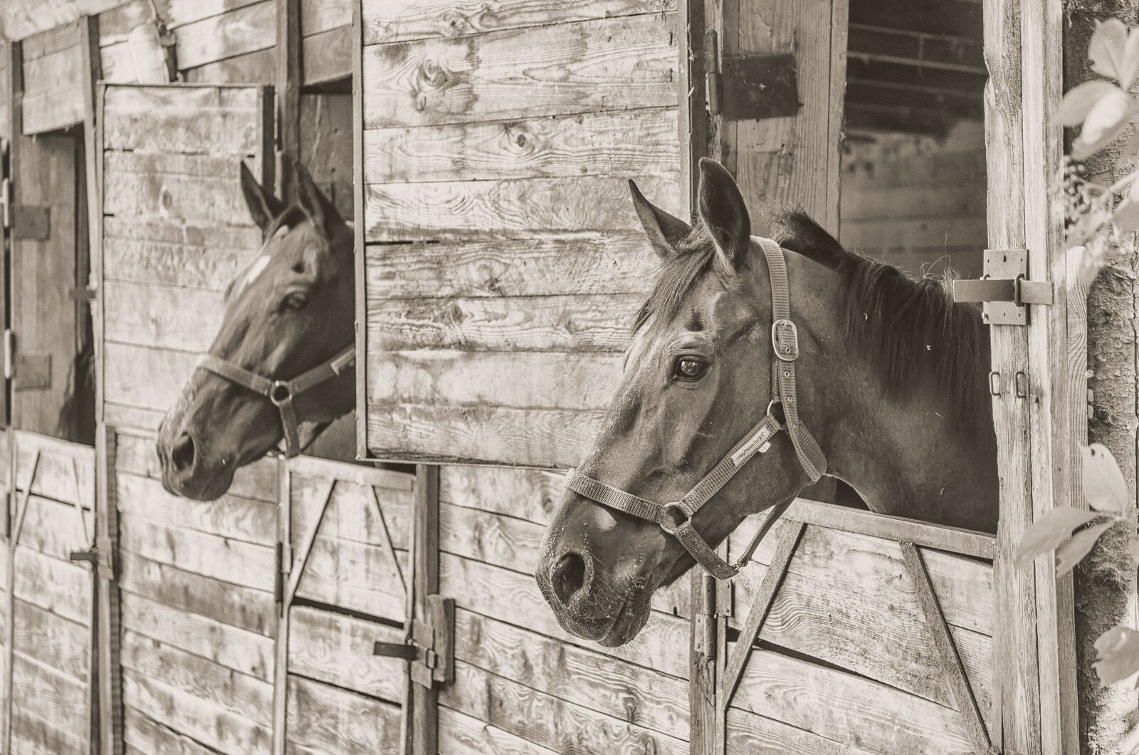Nikon D5100 sample photo. Horse, animal, brown horse photography
