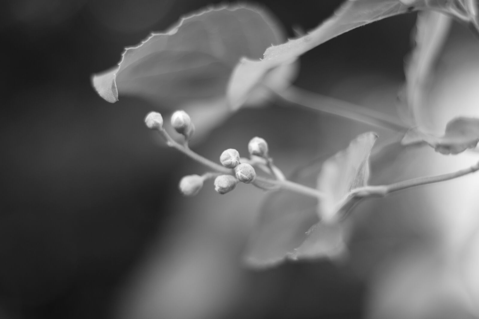 Canon EOS 700D (EOS Rebel T5i / EOS Kiss X7i) sample photo. Dogwood, bush, garden photography