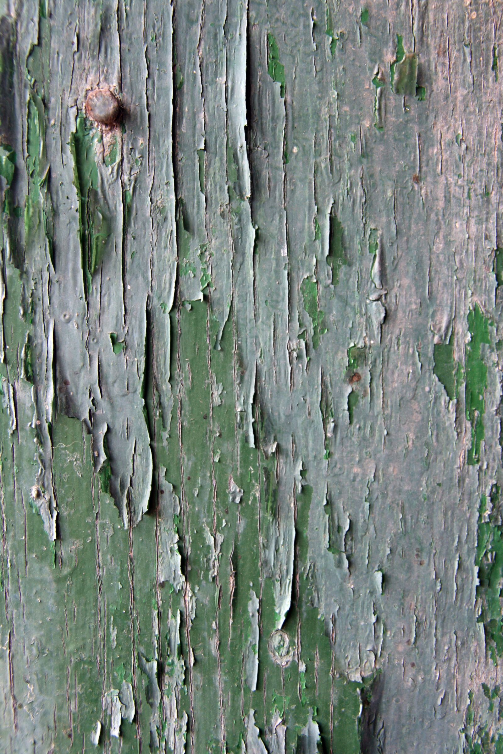 Canon EOS 400D (EOS Digital Rebel XTi / EOS Kiss Digital X) sample photo. Texture, paint, cracked photography