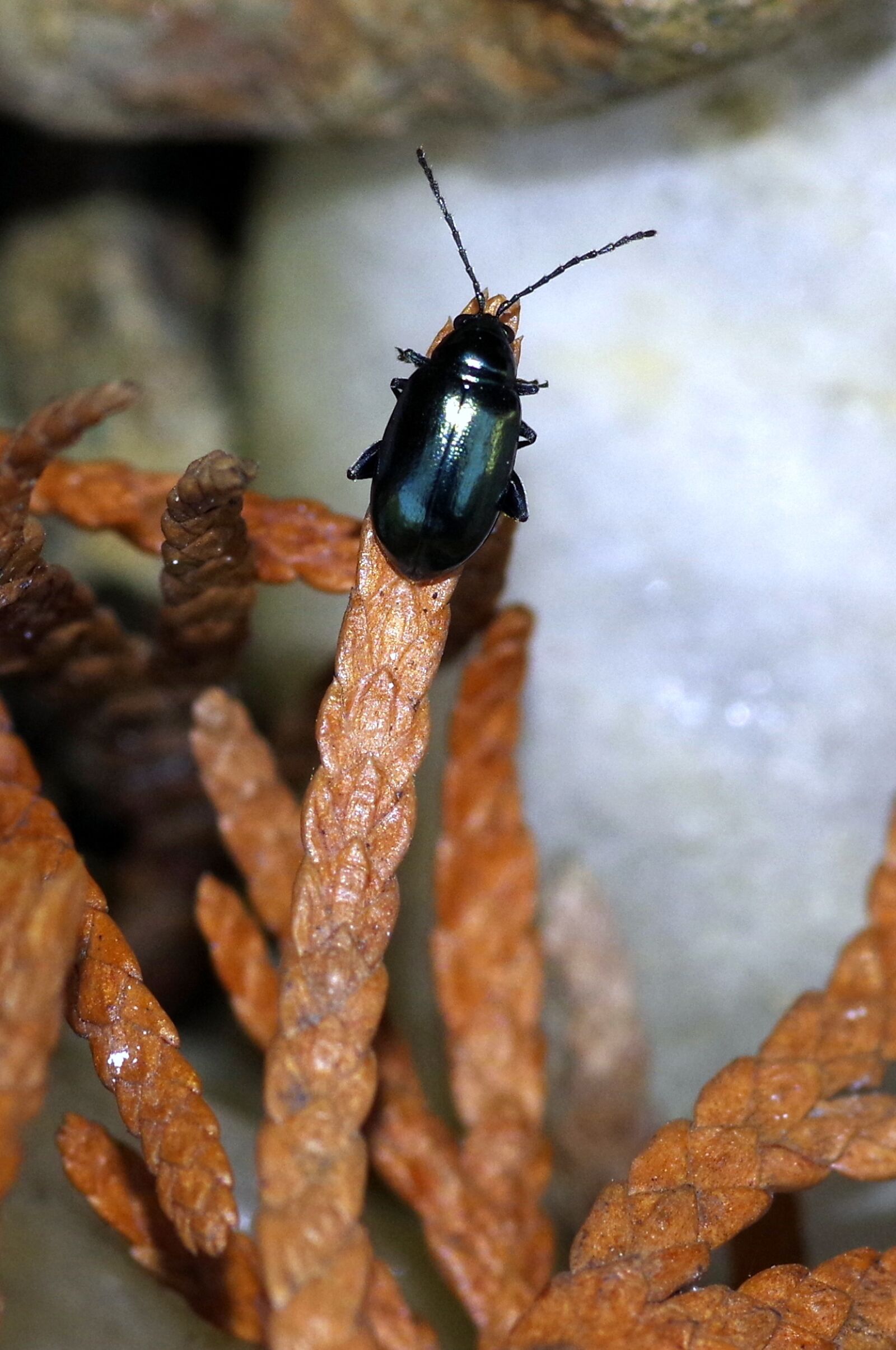Pentax K-S2 sample photo. Beetle, the beetle, insect photography