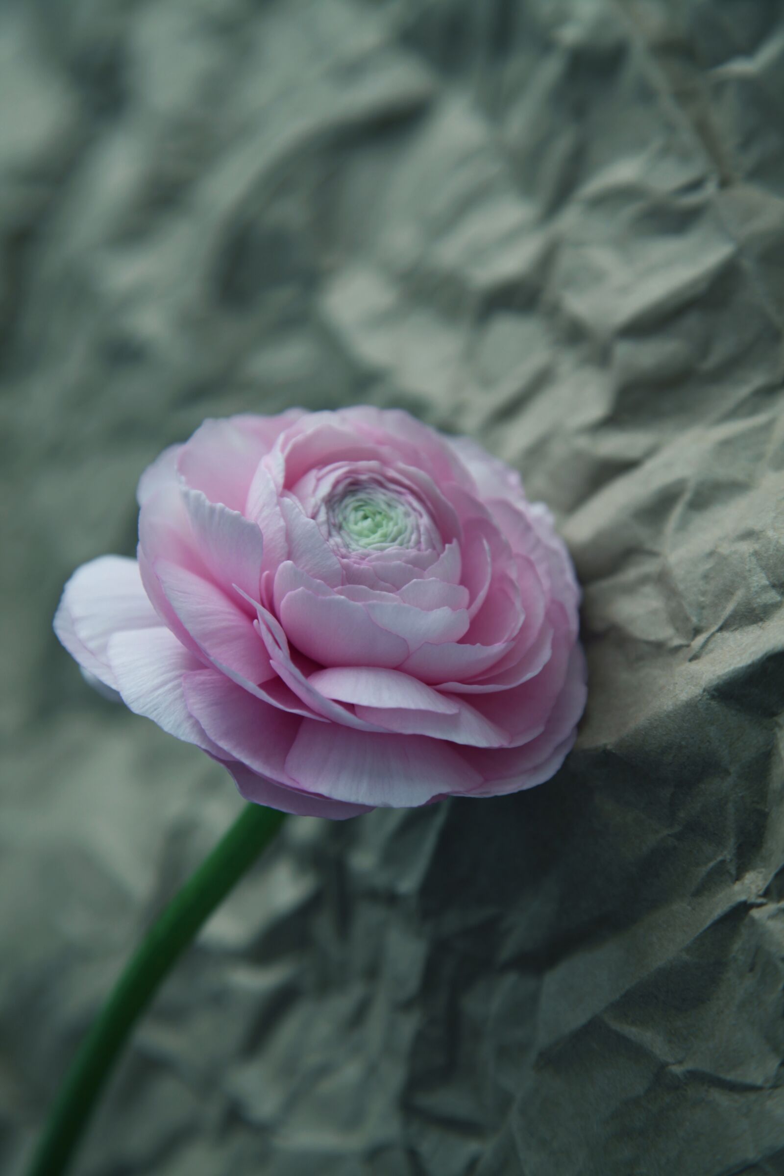 Canon EOS 5D Mark II sample photo. Pink, flower, blossom photography