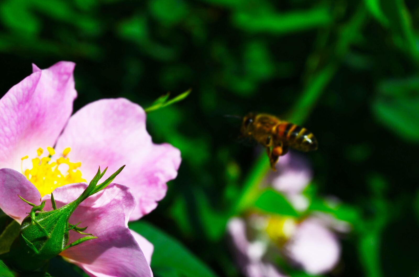 Nikon D5100 sample photo. Bee, flower, rose hip photography