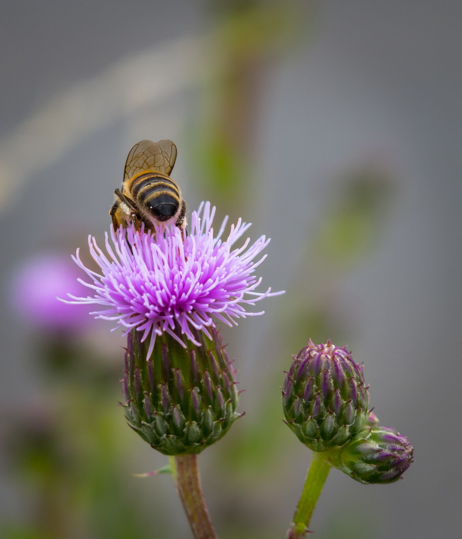Canon PowerShot G3 X sample photo. Thistle, bee, wing photography