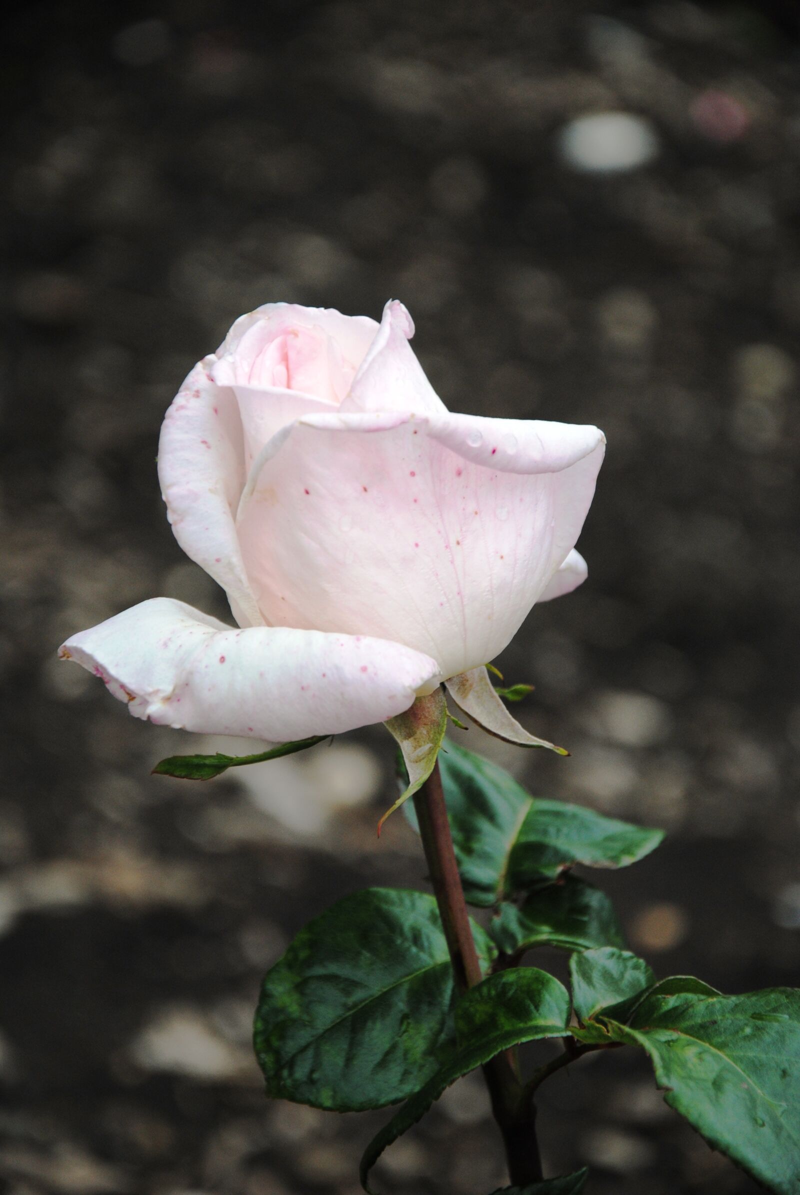 Nikon D3000 sample photo. Pink rose, rose, light photography