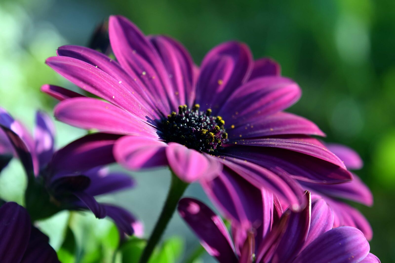 Nikon D3300 sample photo. Macro, outdoor, daylight, flower photography