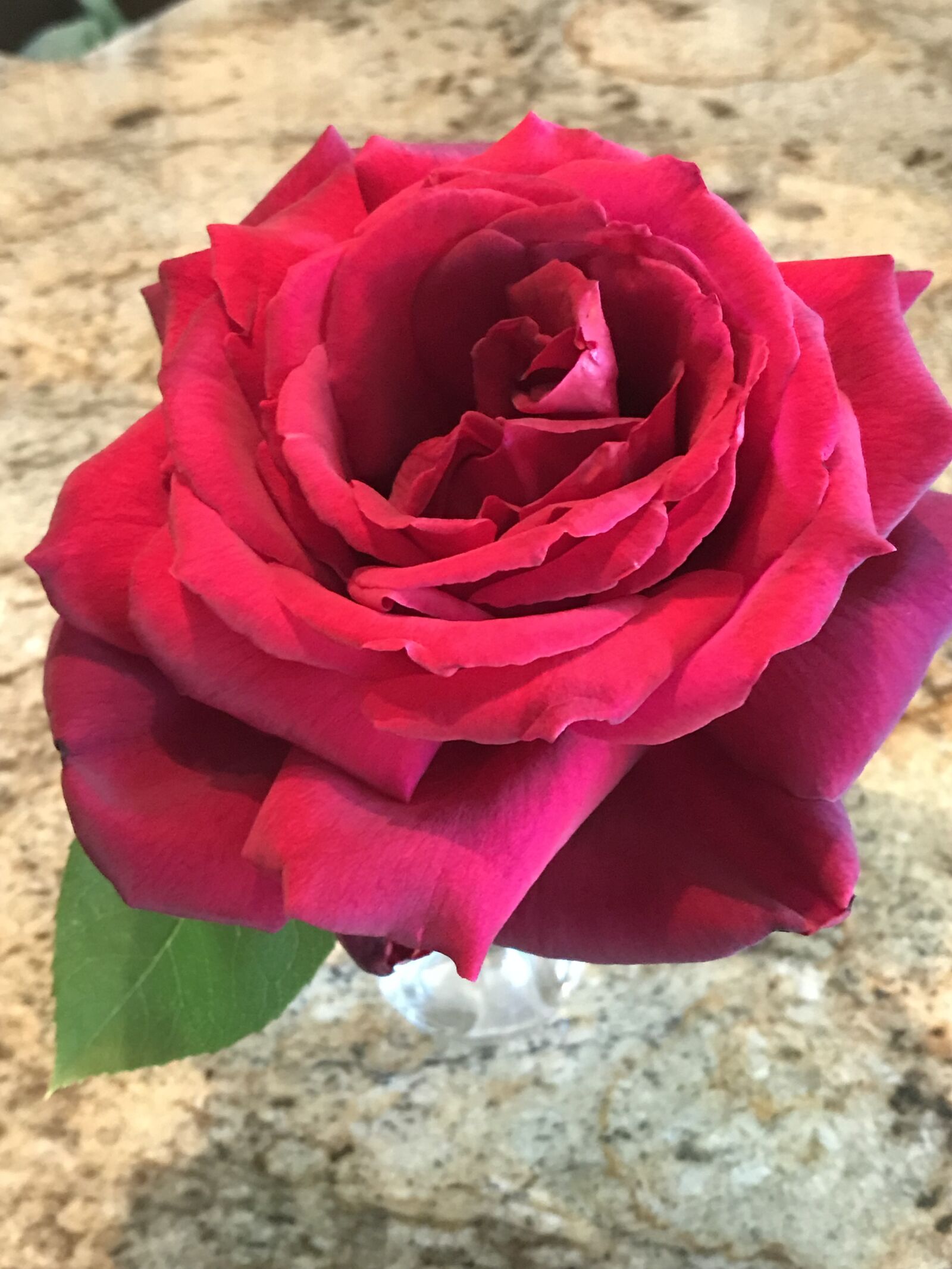 iPhone 7 back camera 3.99mm f/1.8 sample photo. Rose, bloom, romance photography