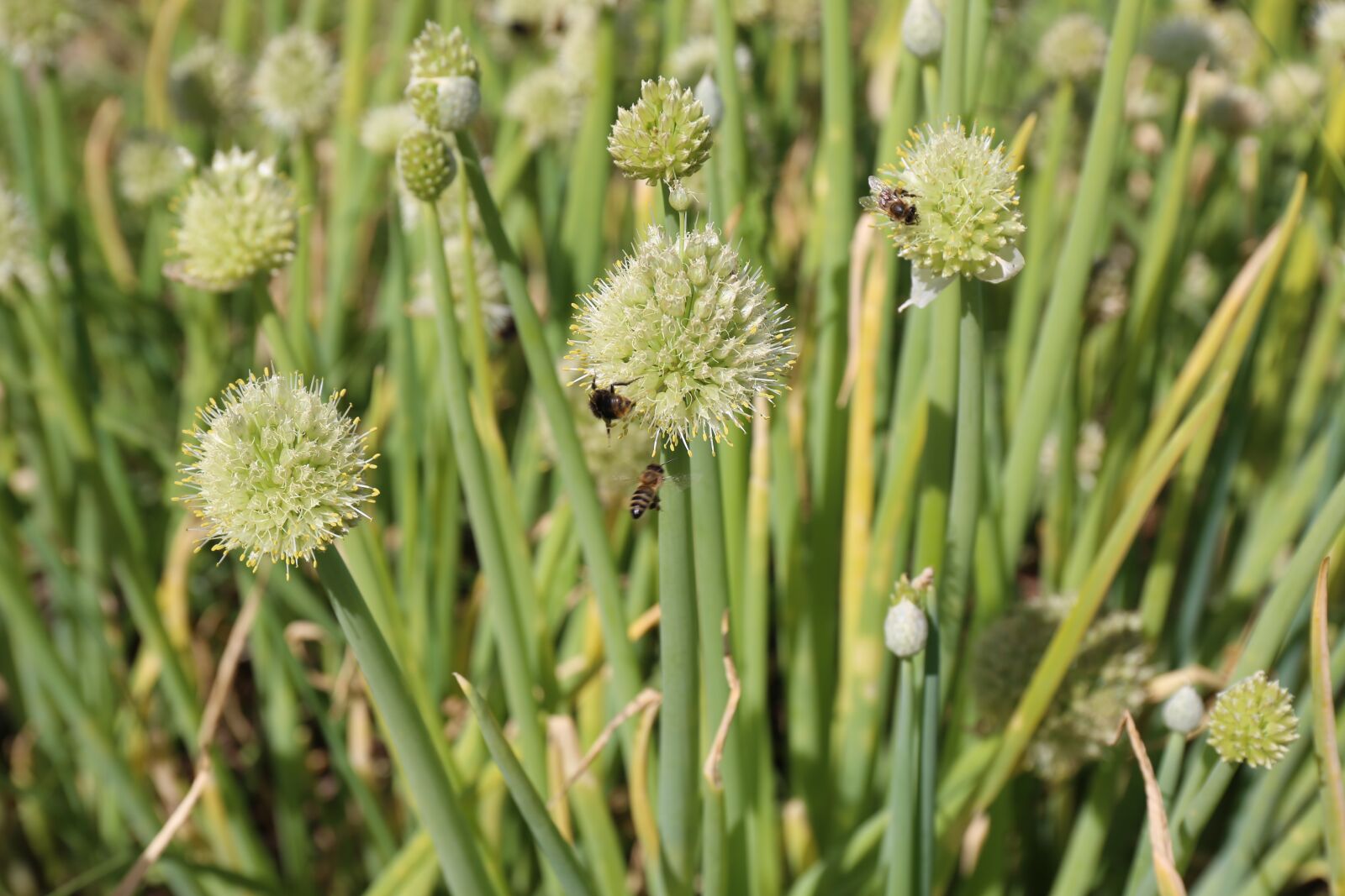 Canon EF 24-70mm F4L IS USM sample photo. Garlic, bees, insect photography