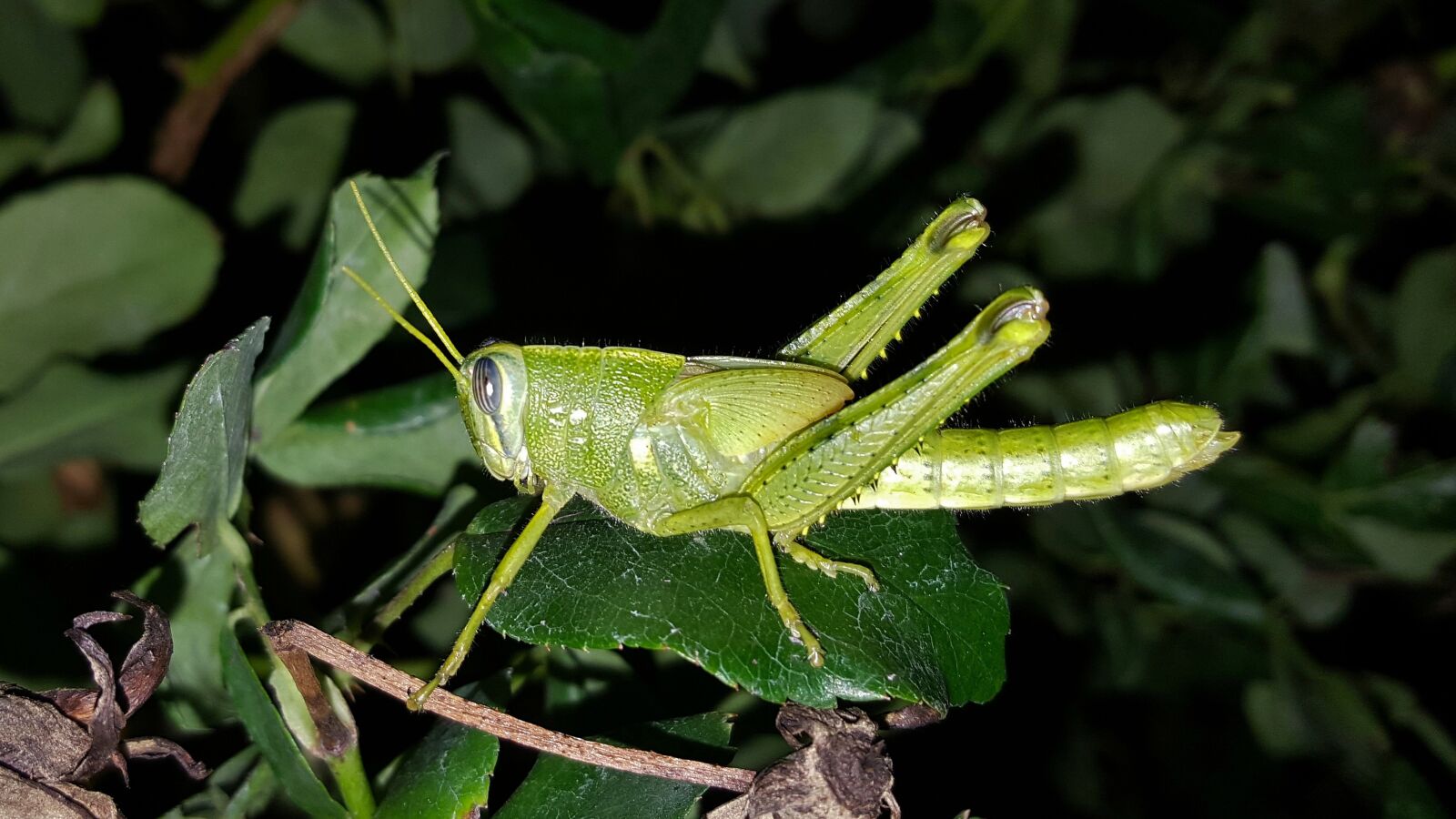 Samsung Galaxy Note5 sample photo. Grasshopper, gray bird grasshopper photography